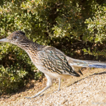 Greater Roadrunner-07