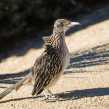 Greater Roadrunner-08