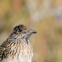 Greater Roadrunner-09