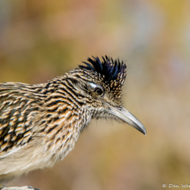 Greater Roadrunner-10