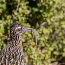 Greater Roadrunner Eating a Western Side-blotched Lizard-01