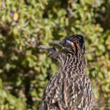 Greater Roadrunner Eating a Western Side-blotched Lizard-02