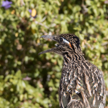 Greater Roadrunner Eating a Western Side-blotched Lizard-03