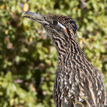 Greater Roadrunner Eating a Western Side-blotched Lizard-04