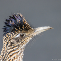 Greater Roadrunner up Close-02