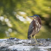 Green Heron-01 (2)