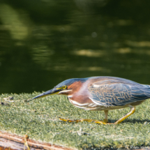 Green Heron-01