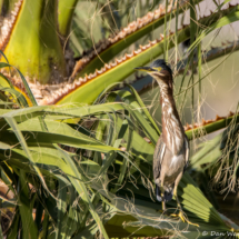 Green Heron-02 (2)