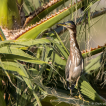 Green Heron-03 (2)