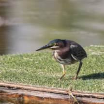 Green Heron-03