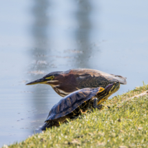 Green Heron-Red-eared Slider-02