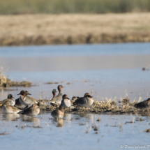 Green-winged Teals-01