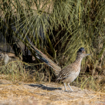 Ground Squirell-Greater Roadrunner-01