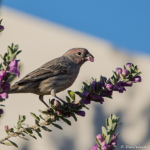 House Finch Eating Flower-01