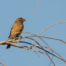 House Finch-Male-01