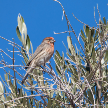 House Finch-Male-01