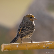 House Finch-Male-02