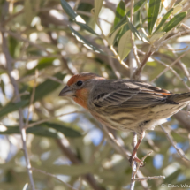 House Finch-Male-02