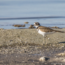 Killdeer-01