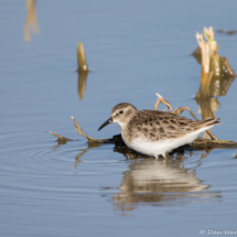Least Sandpiper-01
