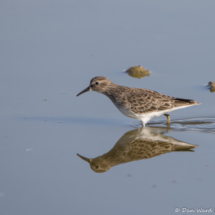 Least Sandpiper-01