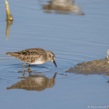 Least Sandpiper-02