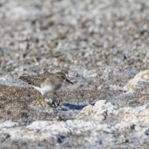 Least Sandpiper-02
