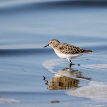 Least Sandpiper-03
