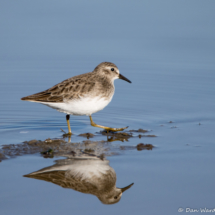 Least Sandpiper-04