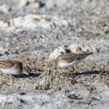 Least Sandpipers-01