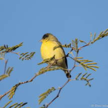 Lesser Goldfinch-Male-01