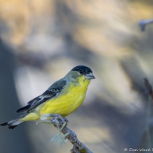 Lesser Goldfinch-Male-02