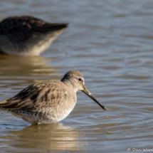 Long-billed Dowitcher-01