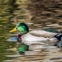 Mallard Duck-Male-04