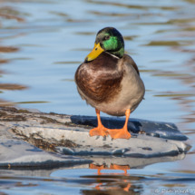 Mallard Duck-Male-05
