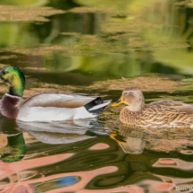 Mallard Ducks-Mr & Mrs-01