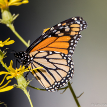 Monarch Butterfly-04