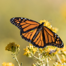 Monarch Butterfly-Male-01
