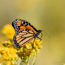 Monarch Butterfly-Male-02