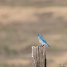 Mountain Bluebird-02