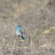 Mountain Bluebird-Male-03