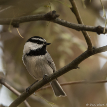 Mountain Chickadee-05