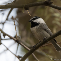 Mountain Chickadee-06