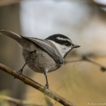 Mountain Chickadee-08