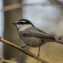 Mountain Chickadee-09