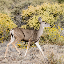 Mule Deer-01