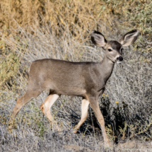 Mule Deer-02