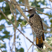 Norther Flicker-Yellow Shafted Female-01