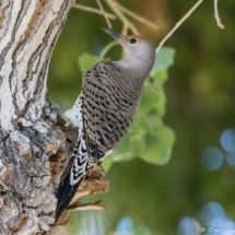Norther Flicker-Yellow Shafted Female-03