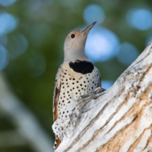 Norther Flicker-Yellow Shafted Female-05